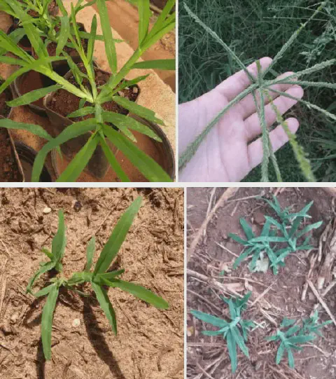 Esta imagem é uma colagem de quatro fotografias que ilustram diferentes estágios e características da planta daninha conhecid