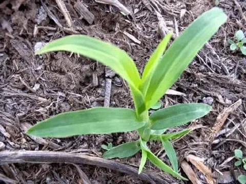 close-up de uma plântula de capim-pé-de-galinha (Eleusine indica), uma planta daninha comum em diversas cul