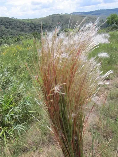 Capim-rabo-de-burro: Identificação e Manejo na Pastagem primeiro plano um tufo de capim-rabo-de-burro (Andropogon bicornis), uma gramínea comum em pastagens bras