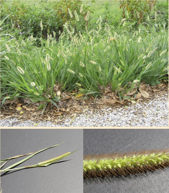 composição fotográfica que detalha a planta daninha conhecida como Capim-rabo-de-raposa (gênero Setaria). O