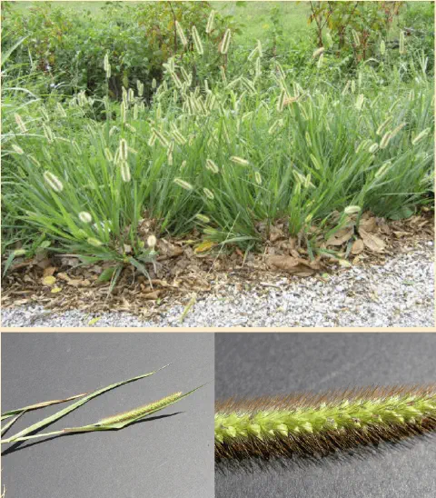 composição fotográfica que detalha a planta daninha conhecida como Capim-rabo-de-raposa (gênero *Setaria*). O