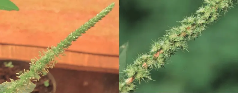 composição de duas fotografias em close-up que destacam a inflorescência da planta daninha conhecida como caru