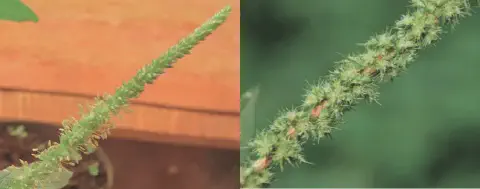 composição de duas fotografias em close-up que destacam a inflorescência da planta daninha conhecida como caru