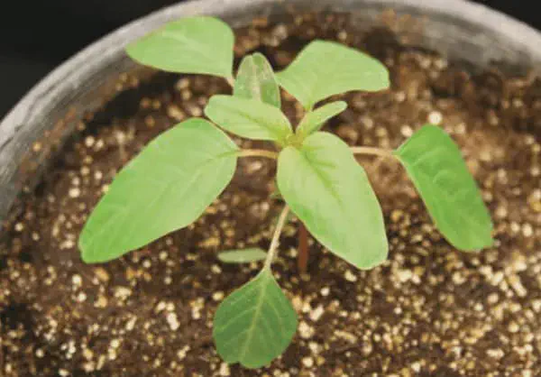 Caruru: Como Identificar a Planta Daninha na Lavoura close-up detalhado de uma plântula de caruru (Amaranthus spp.), uma das plantas daninhas mais comuns e prob