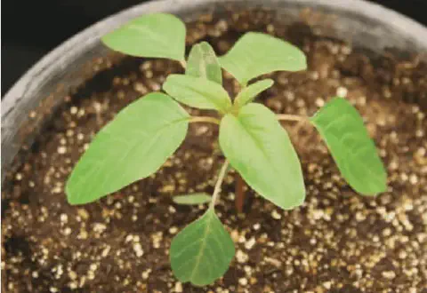 close-up de uma plântula de caruru (Amaranthus spp.), uma das plantas daninhas mais comuns e prejudiciais n