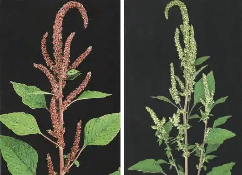 comparação visual, lado a lado, de duas plantas do gênero Amaranthus, popularmente conhecidas como car