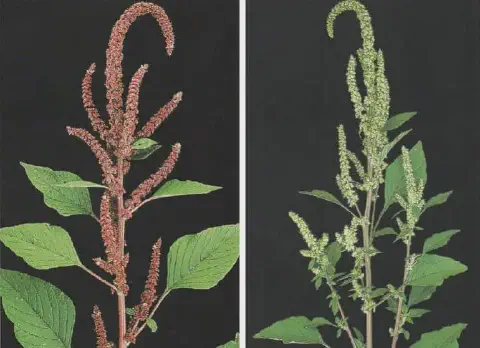 comparação visual, lado a lado, de duas plantas do gênero Amaranthus, popularmente conhecidas como car