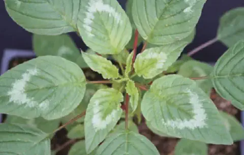 uma visão de topo em close-up de uma planta jovem de caruru-de-mancha (Amaranthus viridis). As folhas são verd