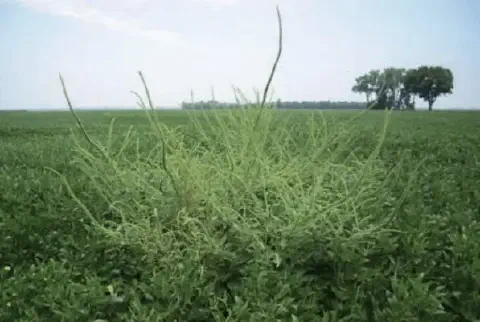 uma grande planta de caruru (Amaranthus), uma conhecida planta daninha, crescendo proeminentemente no meio de