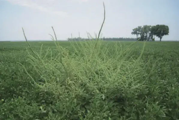 Caruru na Lavoura: Identificação e Estratégias de Controle uma grande planta de caruru (Amaranthus), uma conhecida planta daninha, crescendo proeminentemente no meio de