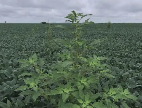 extensa lavoura de soja, caracterizada por uma densa cobertura de plantas verdes que se estendem até o h
