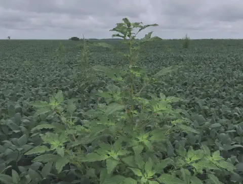 extensa lavoura de soja, caracterizada por uma densa cobertura de plantas verdes que se estendem até o h