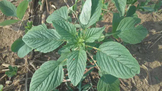 primeiro plano uma planta jovem de caruru (Amaranthus spp.), uma conhecida planta daninha, crescendo em mei