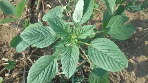primeiro plano uma planta jovem de caruru (Amaranthus spp.), uma conhecida planta daninha, crescendo em mei