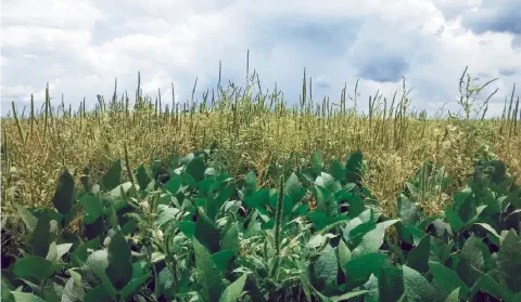 Lavoura de soja saudável com presença de caruru entre as plantas