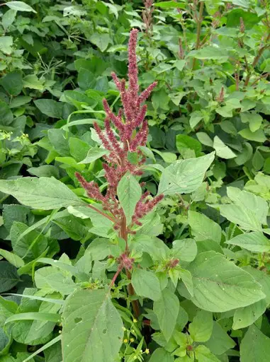 primeiro plano uma planta de caruru (Amaranthus spp.), uma conhecida planta daninha, em estágio de floresci