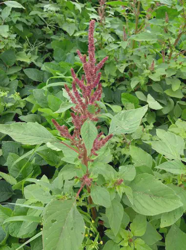 primeiro plano uma planta de caruru (Amaranthus spp.), uma conhecida planta daninha, em estágio de floresci