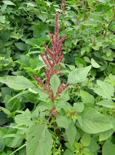 primeiro plano uma planta de caruru (Amaranthus spp.), uma conhecida planta daninha, em estágio de floresci