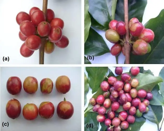 Esta imagem é uma composição de quatro fotografias (a, b, c, d) que ilustram os sintomas de uma doença nos frutos do cafeeiro
