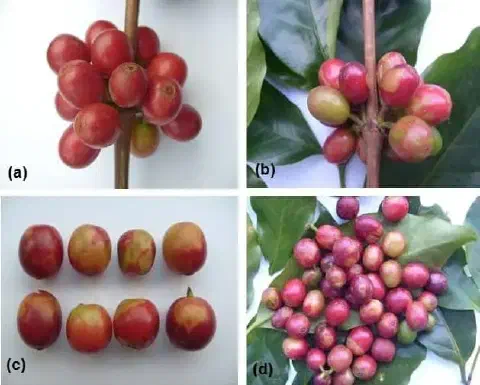 Esta imagem é uma composição de quatro fotografias (a, b, c, d) que ilustram os sintomas de uma doença nos frutos do cafeeiro