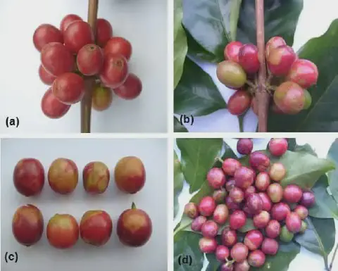 Esta imagem é uma composição de quatro fotografias (a, b, c, d) que ilustram os sintomas de uma doença nos frutos do cafeeiro