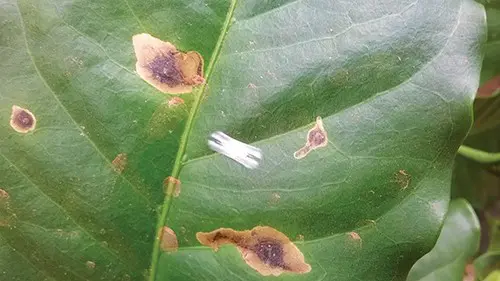 close-up de uma folha de cafeeiro apresentando múltiplos sintomas de uma doença fúngica, muito provavelmen