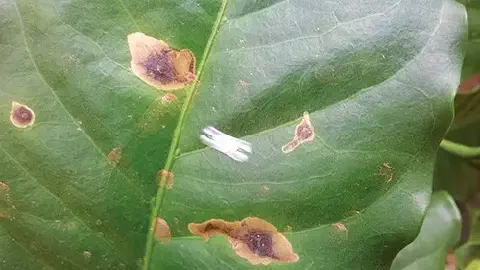 close-up de uma folha de cafeeiro apresentando sintomas de doença fúngica
