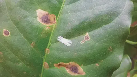 close-up de uma folha de cafeeiro apresentando sintomas de doença fúngica