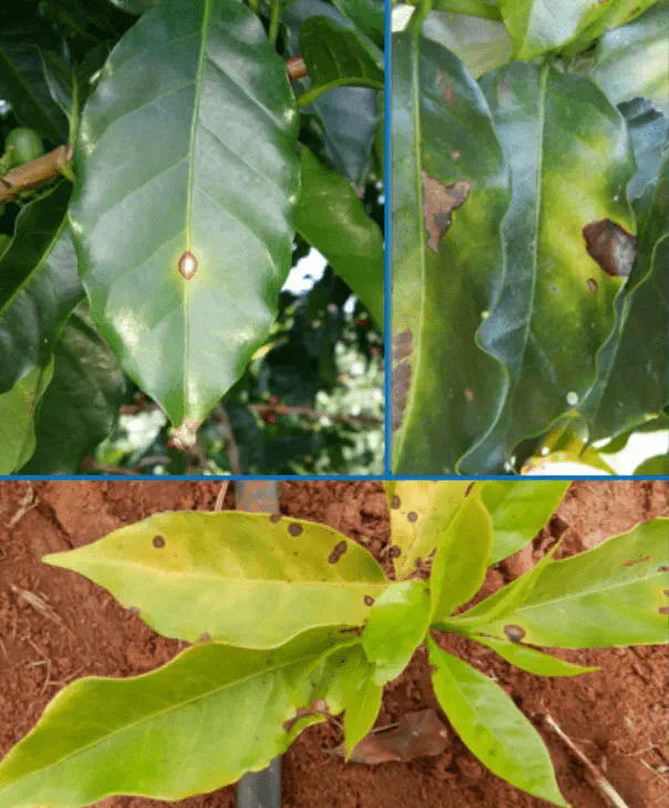 Cercosporiose no Café: Sintomas e Identificação composição de três fotografias que ilustram os diferentes estágios e sintomas da Cercosporiose, também conheci