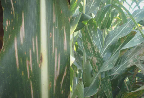 composição de duas fotografias que ilustram os sintomas da Cercosporiose (Mancha-de-Cercospora) na cultura do