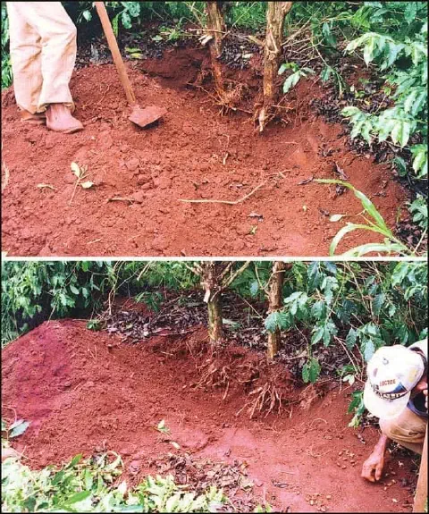 composição de duas fotos que ilustram o processo de 'chegamento de terra' em um cafezal. No painel superior, u