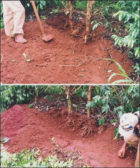 composição de duas fotos que ilustram o processo de 'chegamento de terra' em um cafezal. No painel superior, u