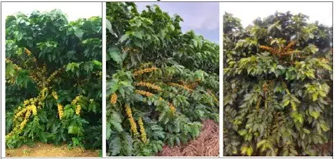 montagem de três fotografias que exibem pés de café em uma lavoura. O foco principal está nos ramos das planta