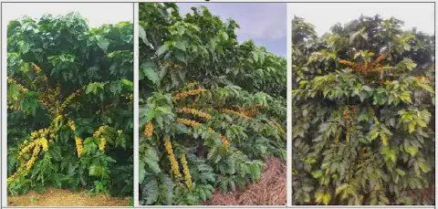 montagem de três fotografias que exibem pés de café em uma lavoura. O foco principal está nos ramos das planta