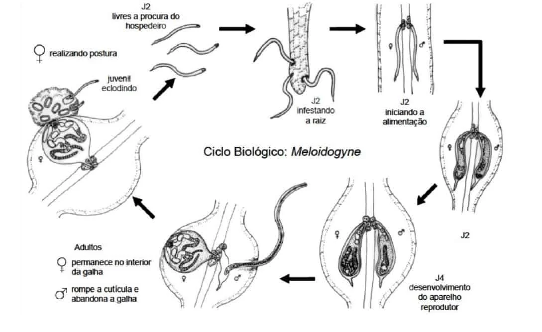 diagrama esquemático em preto e branco que ilustra o ciclo biológico do nematoide-das-galhas, do gênero *Meloid