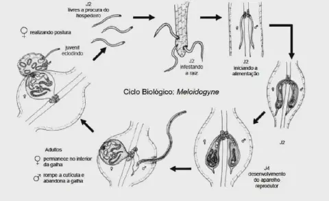 diagrama esquemático em preto e branco que ilustra o ciclo biológico do nematoide-das-galhas, do gênero *Meloid