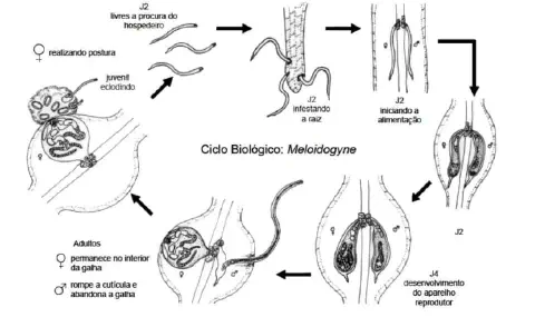 diagrama esquemático em preto e branco que ilustra o ciclo biológico do nematoide-das-galhas, do gênero *Meloid