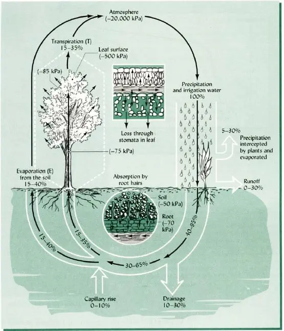 diagrama científico que ilustra detalhadamente o ciclo da água no sistema solo-planta-atmosfera, um conceito fu