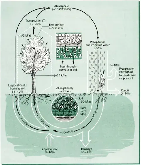 diagrama científico que ilustra detalhadamente o ciclo da água no sistema solo-planta-atmosfera, um conceito fu