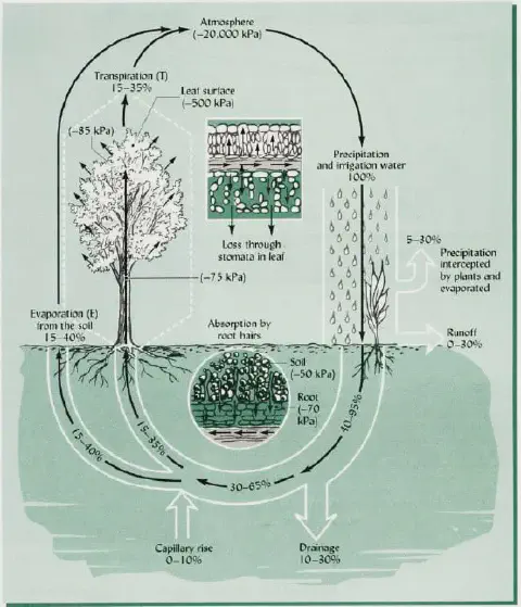 diagrama científico que ilustra detalhadamente o ciclo da água no sistema solo-planta-atmosfera, um conceito fu