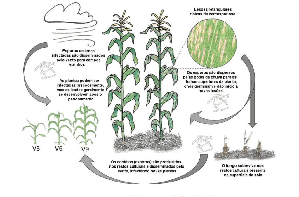 infográfico detalhado que ilustra o ciclo de vida da cercosporiose, uma doença fúngica que afeta a cultura do m