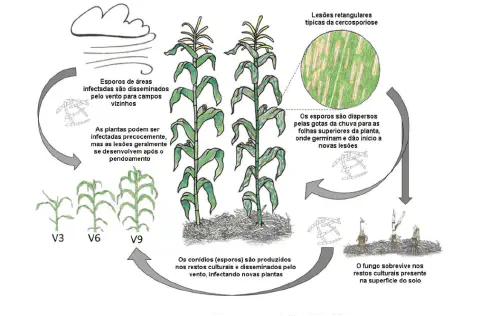infográfico detalhado que ilustra o ciclo de vida da cercosporiose, uma doença fúngica que afeta a cultura do m
