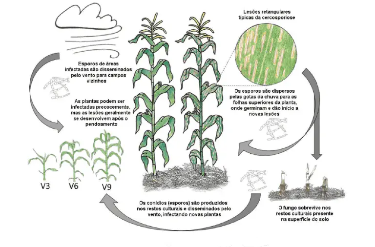Ciclo da Cercosporiose no Milho: Como a Doença se Espalha infográfico detalhado que ilustra o ciclo de vida da cercosporiose, uma doença fúngica que afeta a cultura do m