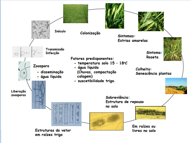 infográfico detalhado que ilustra o ciclo de vida de uma doença que afeta a cultura do trigo. O diagrama circul