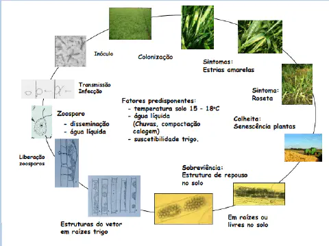 infográfico detalhado que ilustra o ciclo de vida de uma doença que afeta a cultura do trigo. O diagrama circul