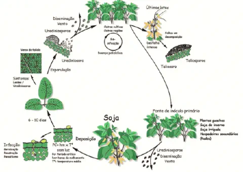 infográfico detalhado que ilustra o ciclo de vida da ferrugem asiática da soja, uma importante doença que afeta