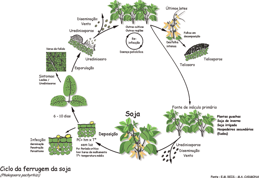 ciclo de vida da ferrugem asiática da soja, causada pelo fungo Phakopsora pachyrhizi.