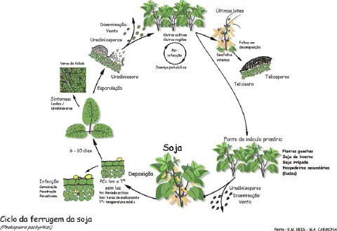 ciclo de vida da ferrugem asiática da soja, causada pelo fungo *Phakopsora pachyrhizi*.