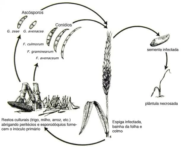 ciclo de vida da Giberela, uma importante doença fúngica que afeta cereais como trigo