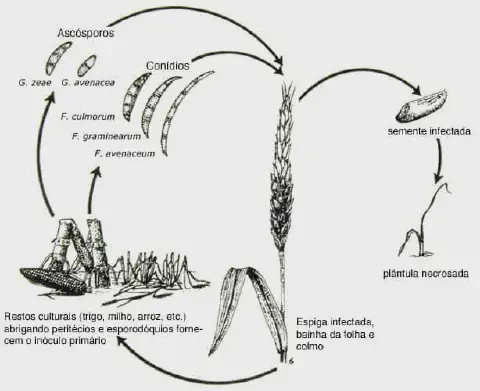 ciclo de vida da Giberela, uma importante doença fúngica que afeta cereais como trigo